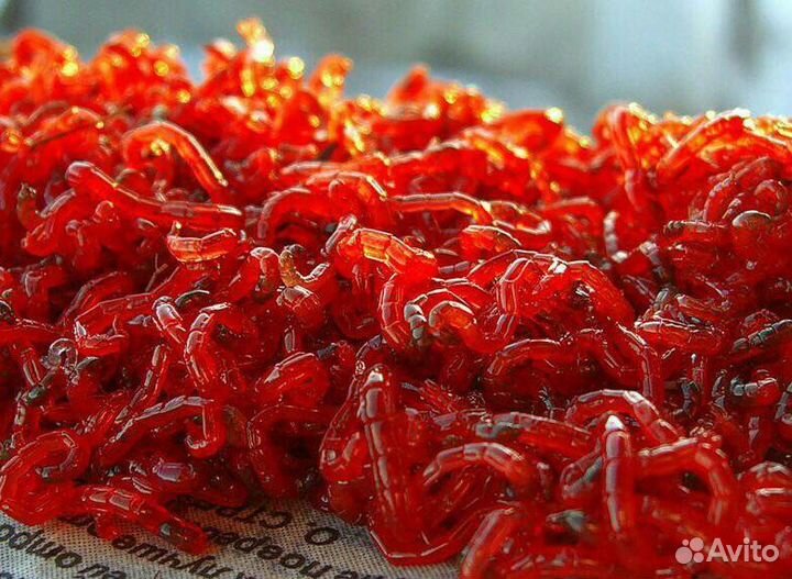 Мотыль крупный свежий 1 кг