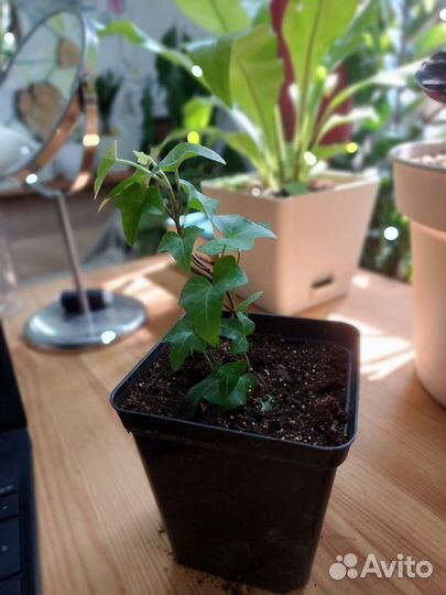 Плющ хедера и маранта