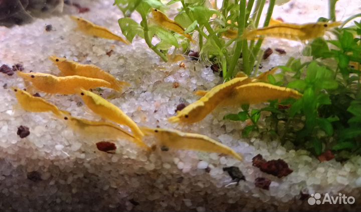 Креветки жëлтый неон