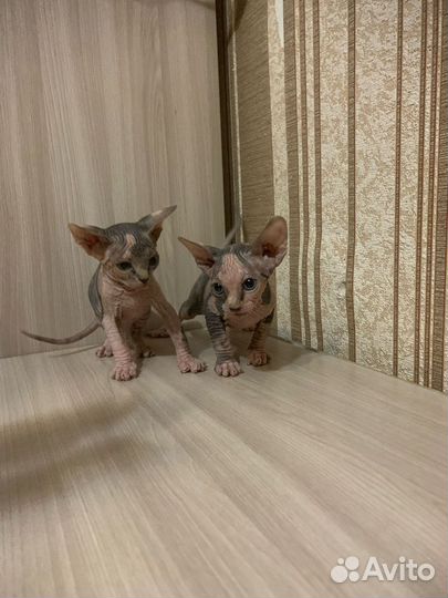 Канадский сфинкс котенок