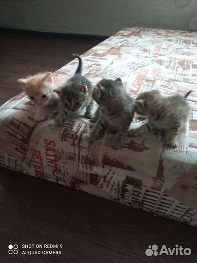 Котята в добрые руки