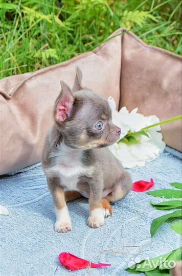 Девочка чихуахуа. Мини