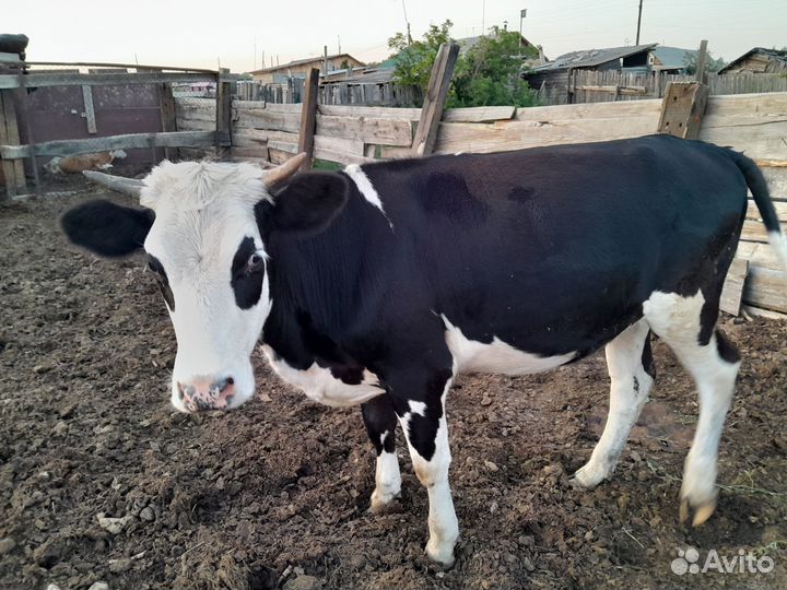 Продам быка,корову,и первотелок