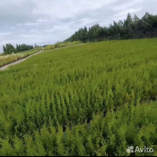 Туя Смарагд 60 см