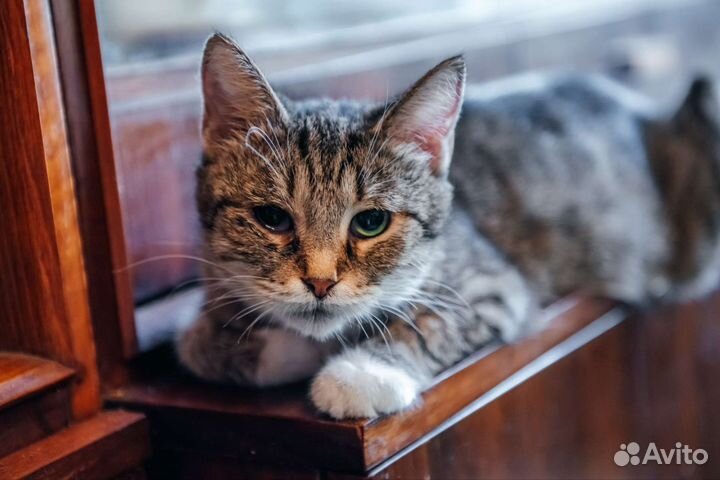 Котик в добрые руки