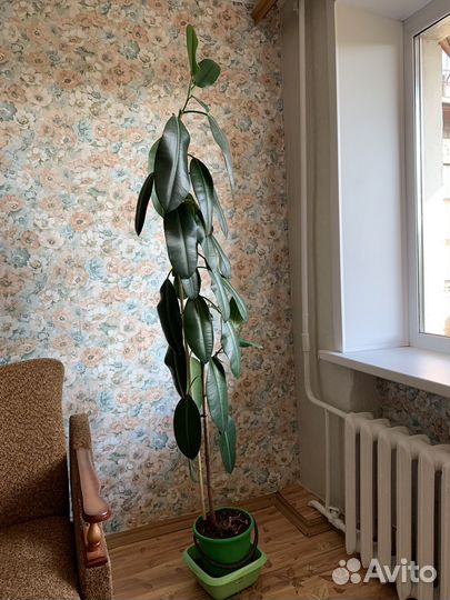 Комнатные цветы