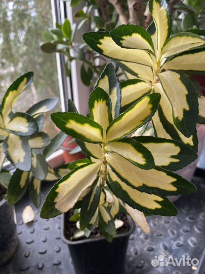 Бересклет Ауреовар