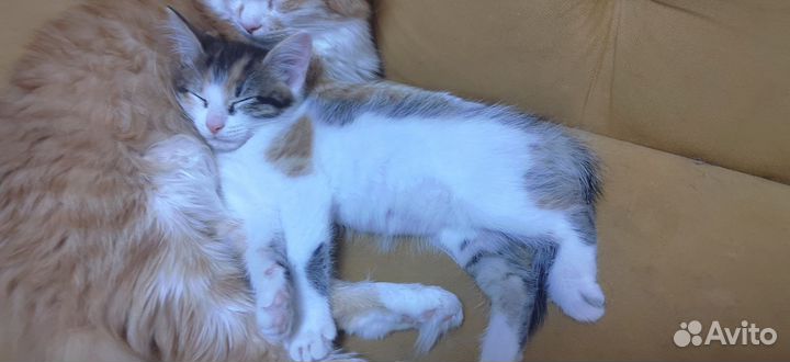 Котята в добрые руки бесплатно