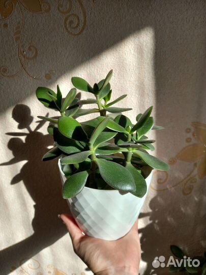 Крассула толстянка