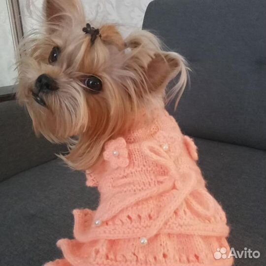 Платье для собачки мелкой породы