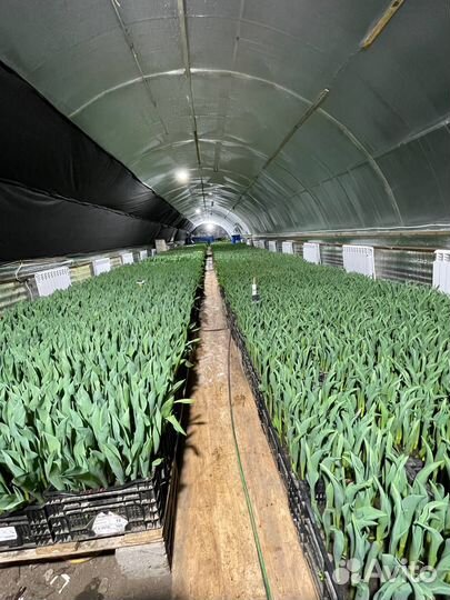 Тюльпаны к 8 марта 2024 г оптом