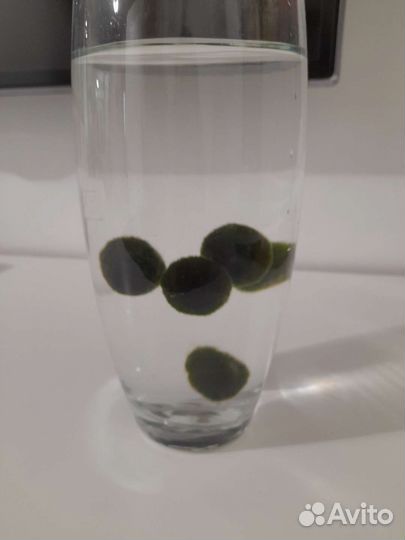 Кладофора маримо