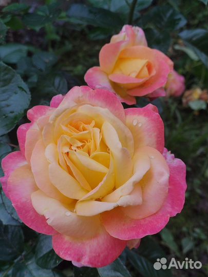 Роза саженец Глория Рей