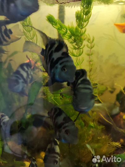 Аквариумные рыбки