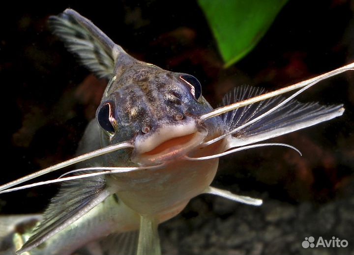 Сом Коридорас. Анциструс. Торакатум.Корм для рыб