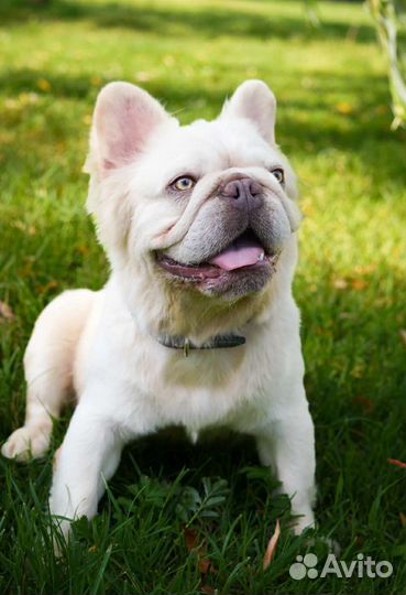 Французский бульдог флаффи вязка