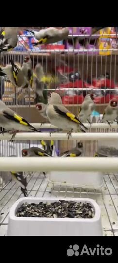 Птица щегол