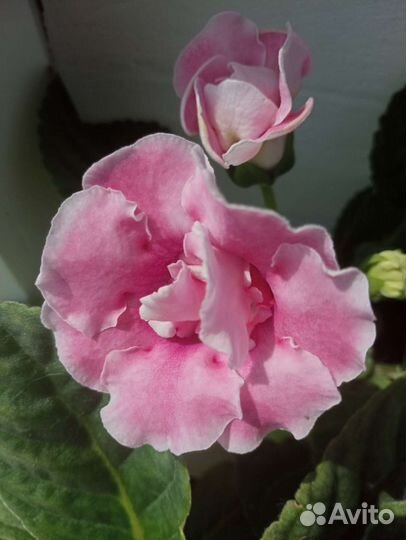 Глоксиния махровая