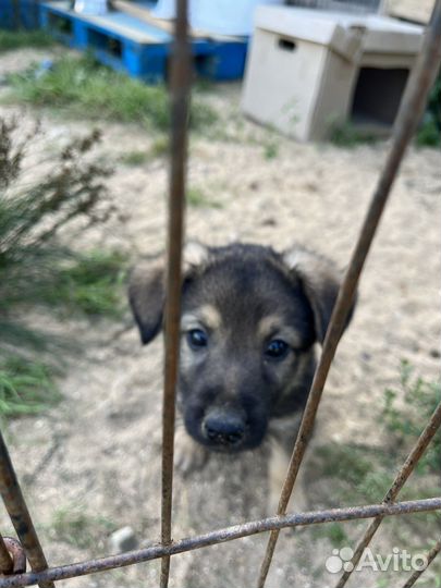 Самая серьезная кроха-щенок из приюта ищет дом