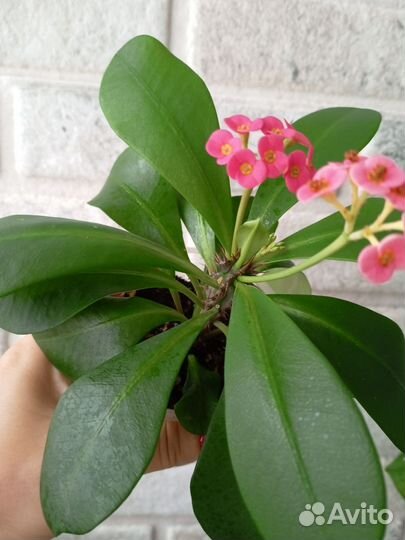 Молочай Миля