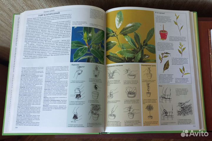 Энциклопедия комнатных растений