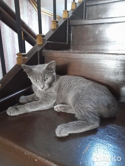 Отдам котенка