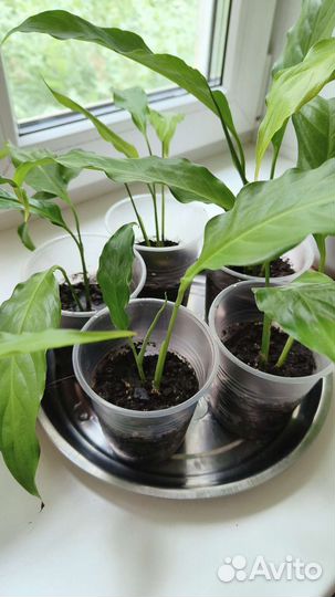 Комнатные цветы