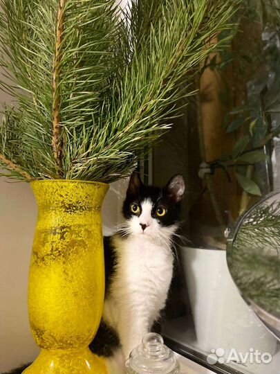 Кошечка в добрые руки