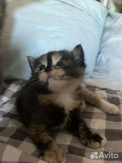 Другие породы