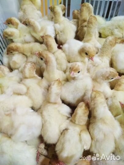 Индюшата суточные