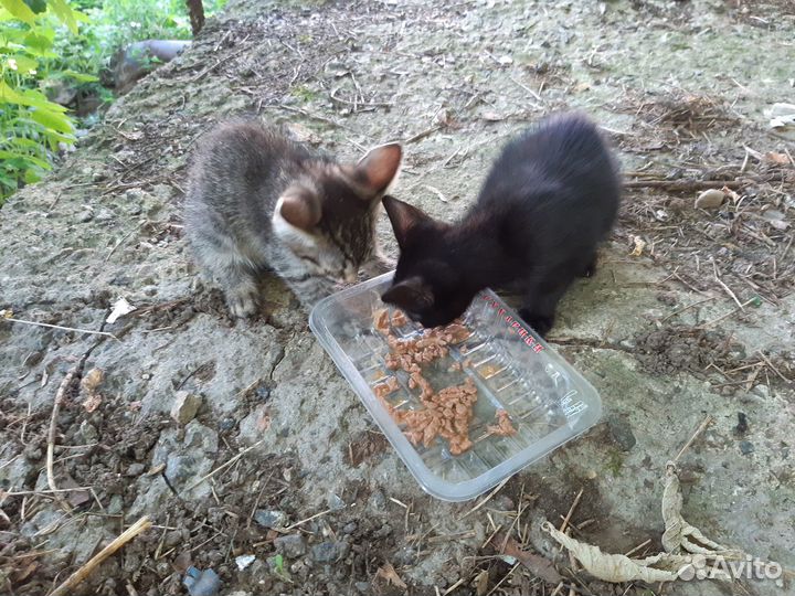 Котята в добрые руки черный и серый