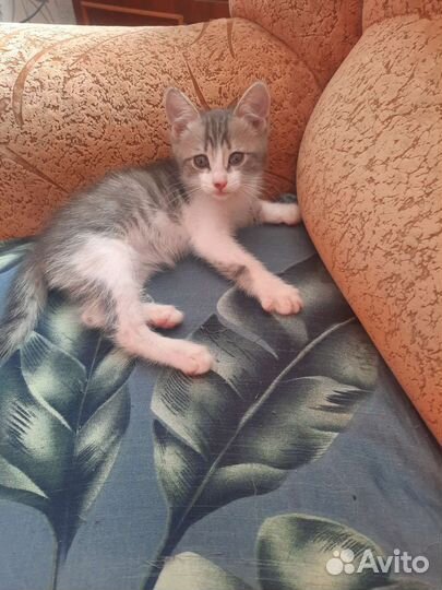 Котенок мальчик бесплатно в дар