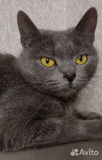 Серая кошка