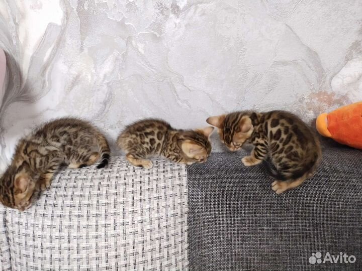 Бенгальские котята