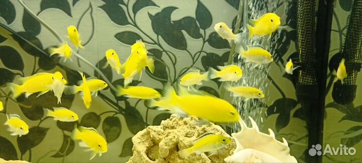 Рыба цихлиды