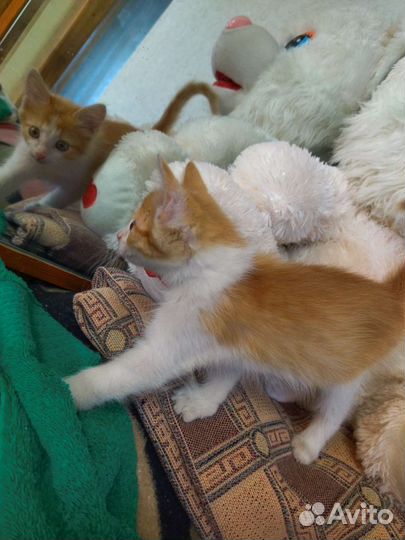 Котята