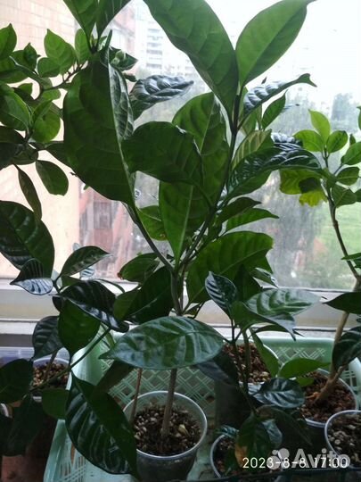 Табернемонтана растение комнатное