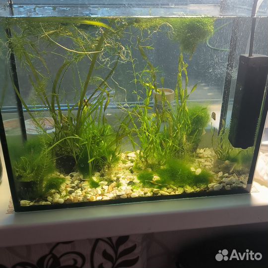 Аквариум