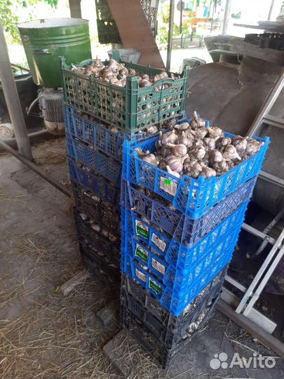 Семена чеснока