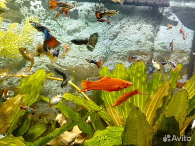 Аквариумные рыбки и не только