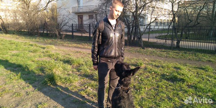 Дрессировка собак