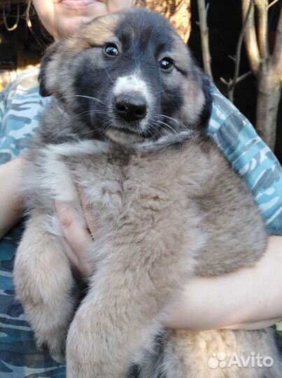 Щенок-девочка в добрые руки бесплатно