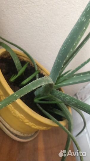 Алоэ, толстянка