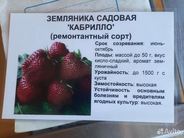 Саженцы ремонтантной клубники