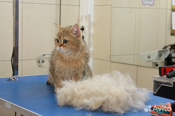Стрижка кошек