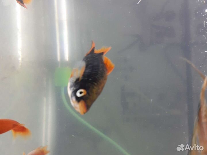 Аквариумные рыбки собственного разведения