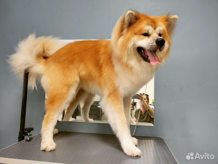 Грумер Сочи