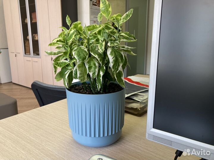 Педилантус отпростки с корнями