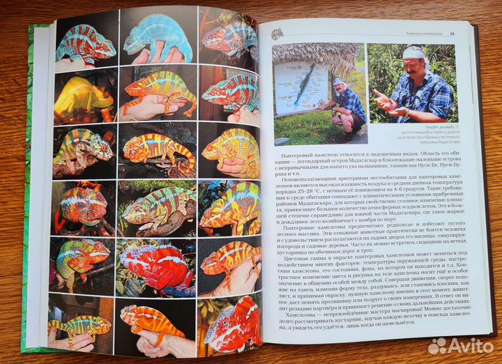 Хамелеоны Пантеровые