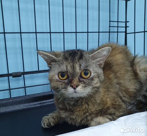 Кошечки помесь Корниш-рэксов и Экзотов ищут дом